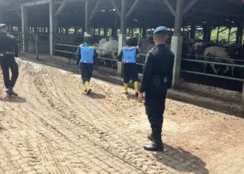 Tim Polda Banten cek peternakan Sapi di Pabuaran, Kabupaten Serang. (ISTIMEWA)