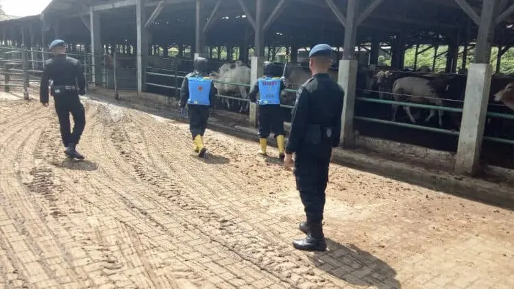 Tim Polda Banten dan Distan Kabupaten Serang Cek Peternakan Sapi di Pabuaran, Ini Hasilnya