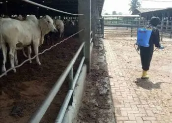 Kedatangan Hewan Ternak dari Luar Diperketat, Peternak di Kabupaten Serang Lakukan Ini