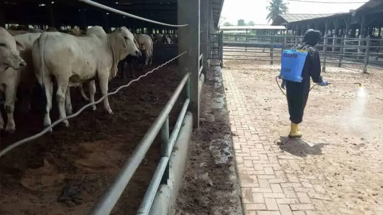 Kedatangan Hewan Ternak dari Luar Diperketat, Peternak di Kabupaten Serang Lakukan Ini