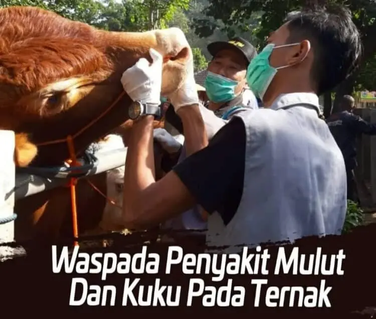 Distan Kabupaten Serang Sebut 4 Jenis Hewan Ternak Ini Rentan Tertular PMK