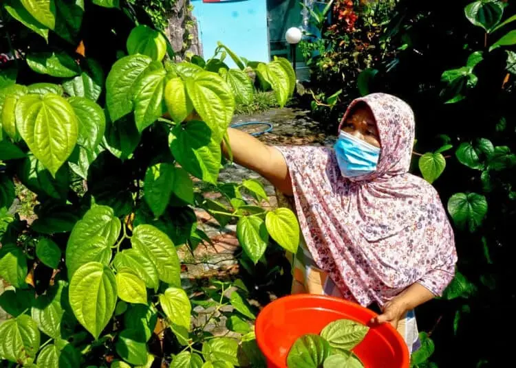 Foto Usaha Olahan Keripik Daun Sirih di Neglasari