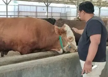Antisipasi Penyebaran Wabah PMK di Pandeglang, Begini Langkah Penjual Hewan Ternak dan Dinas Terkait