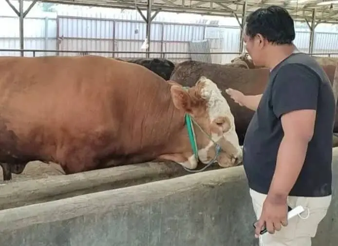 Antisipasi Penyebaran Wabah PMK di Pandeglang, Begini Langkah Penjual Hewan Ternak dan Dinas Terkait