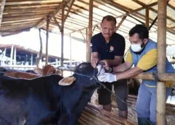 BREAKING NEWS: 13 Ekor Sapi di Kota Tangerang Dinyatakan Positif PMK