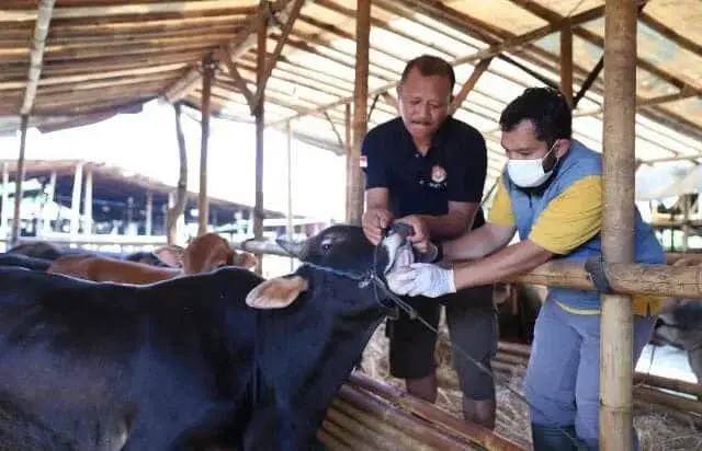 BREAKING NEWS: 13 Ekor Sapi di Kota Tangerang Dinyatakan Positif PMK