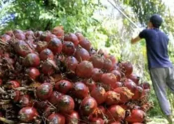 Petani Kelapa Sawit di 22 Provinsi Akan Geruduk Jakarta