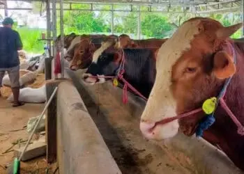 HEWAN KURBAN–Para pegawai, sedang memberikan pakan ke sapi yang diternak di wilayah Kecamatan Cimanuk, Kabupaten Pandeglang, Selasa (14/6/2022). (NIPAL SUTIANA/SATELITNEWS.ID)
