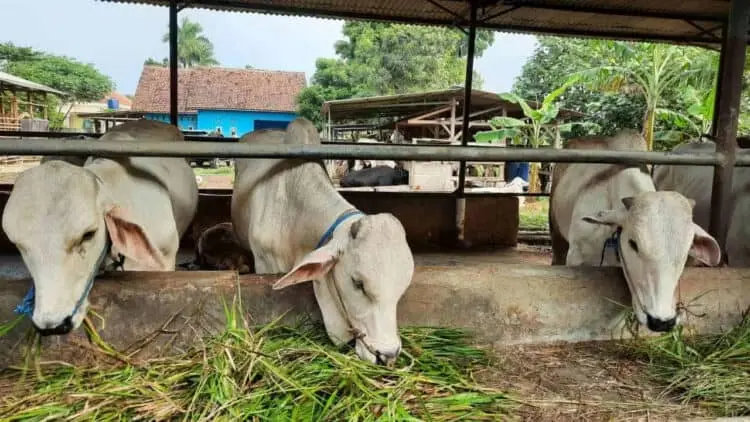 Pedagang Sapi di Kabupaten Tangerang Rugi Puluhan Juta Akibat PMK