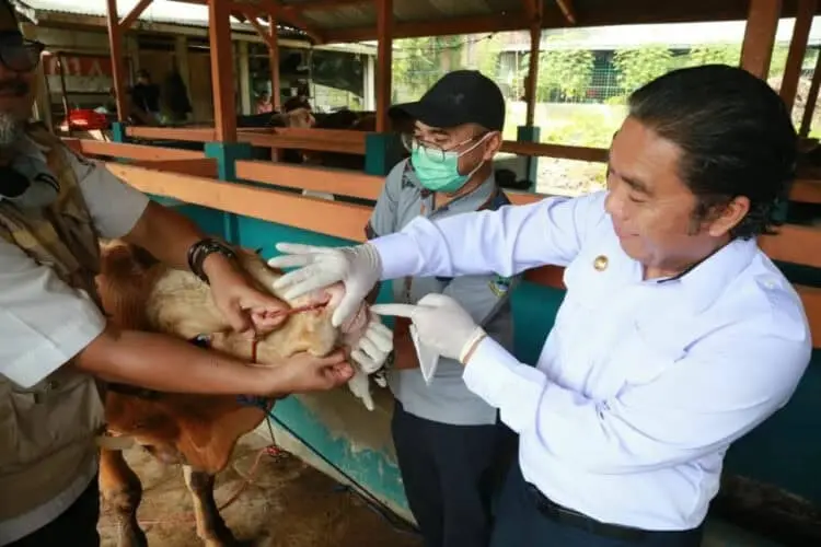 Cek Mulut Sapi, Al Muktabar Pastikan Kesehatan Hewan Kurban