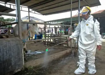 Foto Penyemprotan Disinfektan untuk Hewan Ternak di Kabupaten Tangerang