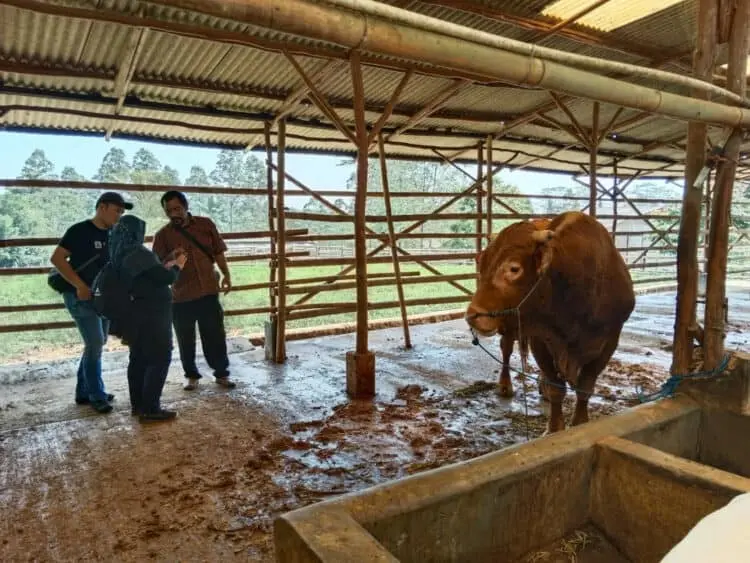 Di Kabupaten Serang, 58 Kerbau dan 26 Sapi Positif Terjangkit PMK