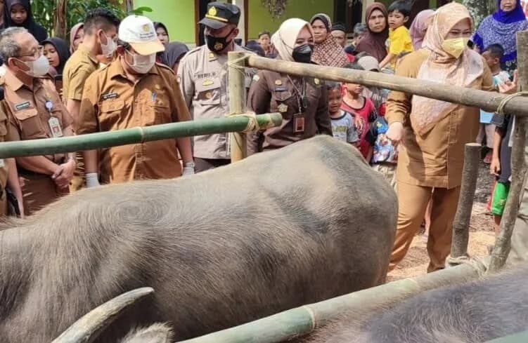 VAKSIN HEWAN TERNAK–Bupati Pandeglang, Irna Narulita, bersama jajarannya sedang meninjau penyutikan vaksin terhadap hewan ternak, di Kecamatan Saketi, Senin (27/6/2022). (ISTIMEWA)