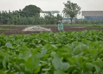 Foto Pertanian Sayuran di Tengah Perkotaan