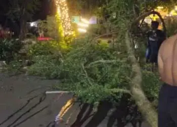 Pemuda Ini Tewas Setelah Tertimpa Pohon di Jalan M Yamin Tangerang