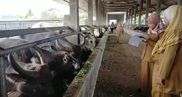 Disnakeswan Lebak Temukan Ratuan Hewan Terjangkit PMK, Dua Mati