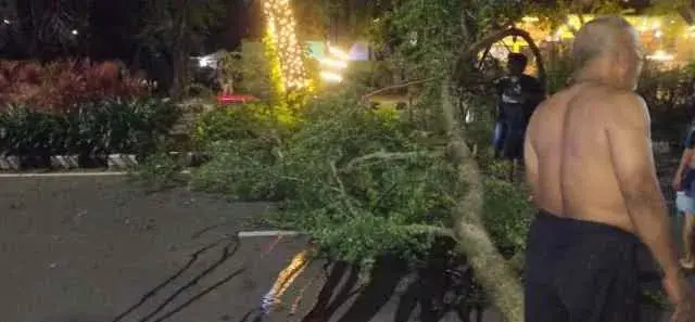 Pemuda Ini Tewas Setelah Tertimpa Pohon di Jalan M Yamin Tangerang