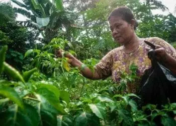 Hindari Kerugian Lebih Besar, Petani Cabai di Lebak Panen Lebih Awal
