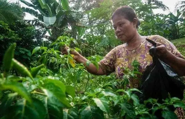 Hindari Kerugian Lebih Besar, Petani Cabai di Lebak Panen Lebih Awal