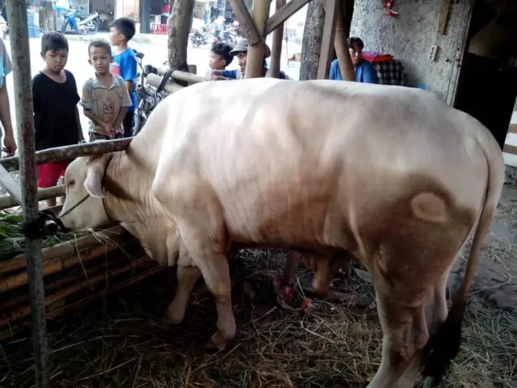13.628 Ekor Hewan Kurban Masuk Tangsel