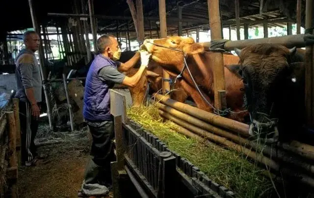 253 Hewan Kurban di Kota Tangerang Terjangkit PMK, Wali Kota Arief : 34 Persen Sembuh