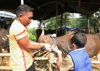 3 dari 825 Ekor Sapi yang Terserang PMK di Kota Tangerang Sudah Mati