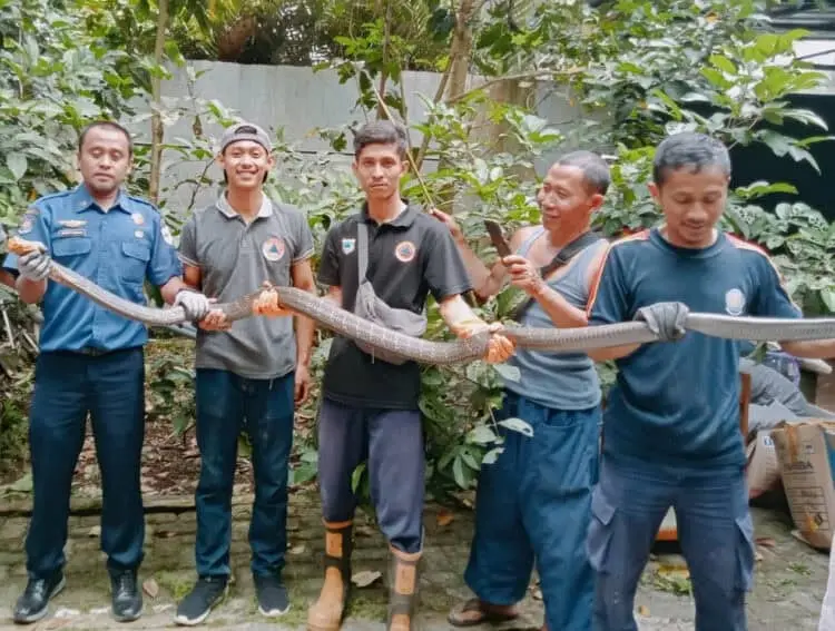 Begini Aksi Heroik Tim BPBDPK Pandeglang Saat Menangkap King Kobra Sepanjang 3 Meter
