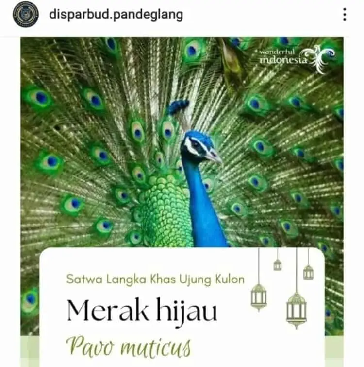 Merak Hijau. (ILUSTRASI)