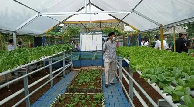KWT di Kota Tangerang Panen Sayur Hidroponik, Hasil Langsung Diborong Rumah Makan KWT di Kota Tangerang Panen Sayur Hidroponik, Hasil Langsung Diborong Rumah Makan