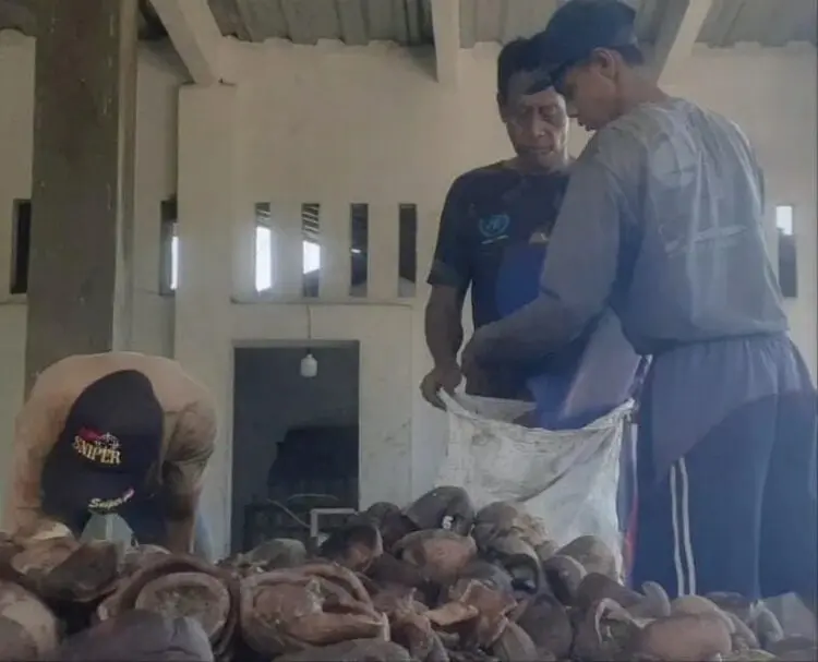 Harga Kopra Anjlok, Para Petani di Pandeglang Tepuk Jidat