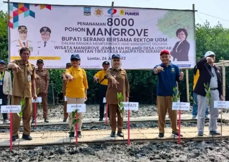 Ribuan Bibit Mangrove Ditanam di Pesisir Lontar Kabupaten Serang, Ini Tujuannya