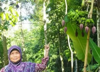 PISANG TUJUH JANTUNG–Pemilik kebun pisang, menunjukkan pisang unik dengan tujuh tandan dan tujuh jantung pisang, Senin (4/7/2022). (ISTIMEWA)