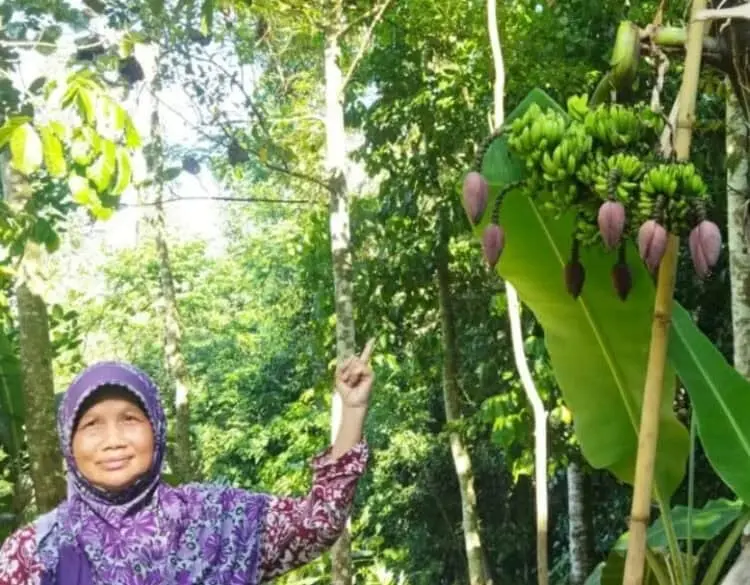 Unik, Pohon Pisang Tujuh Jantung di Pandeglang Gegerkan Warga