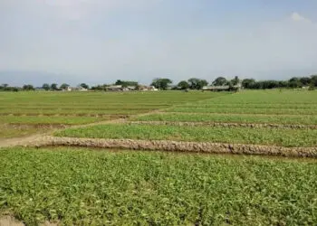 Bakal Dipergunakan, Petani Sayur Diminta Kosongkan Lahan Milik Pemkot Tangerang
