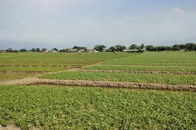 Bakal Dipergunakan, Petani Sayur Diminta Kosongkan Lahan Milik Pemkot Tangerang