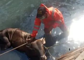 Diduga Stres, Sapi Kurban Tercebur ke Kali Sipon, Begini Akhirnya