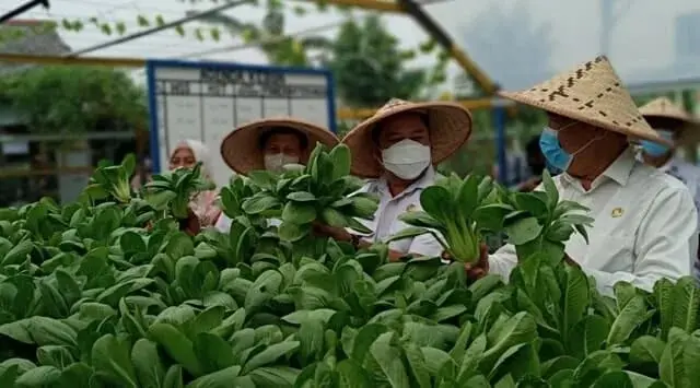 KWT di Kota Tangerang Panen Sayur Hidroponik, Hasil Langsung Diborong Rumah Makan