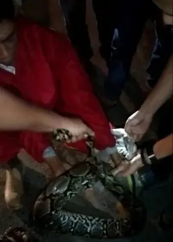 Menegangkan, Ular Sanca 35 Kg "Bertandang" ke Teras Rumah Warga, Diduga Sudah Telan Seekor Kucing