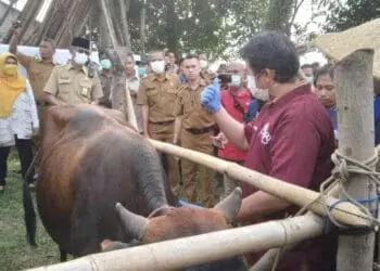 Bupati Zaki Pastikan Wabah PMK Melandai