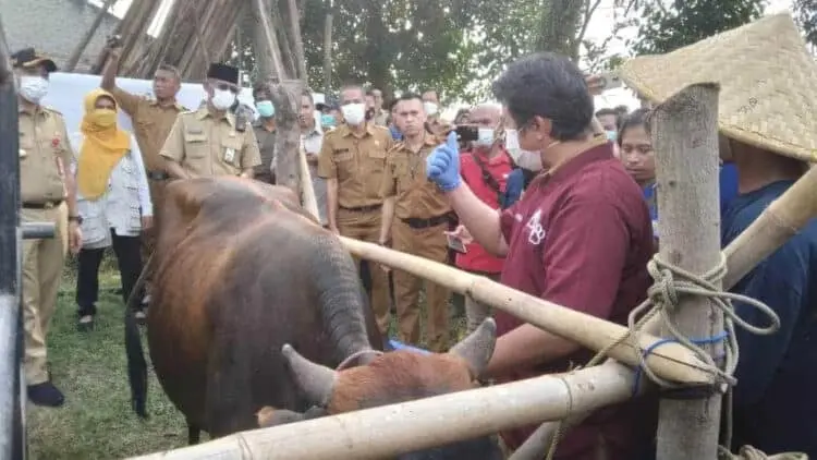 Bupati Zaki Pastikan Wabah PMK Melandai