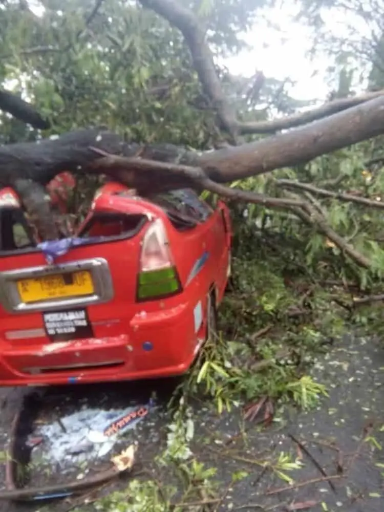 Pohon Tumbang di Cilegon, 1 Angkot Rusak Parah 2 Penumpang dan Sopir Selamat