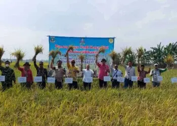 Petani di Kramatwatu Kab. Serang Panen Padi Nutri Zinc, Diyakini Bisa Cegah Stunting