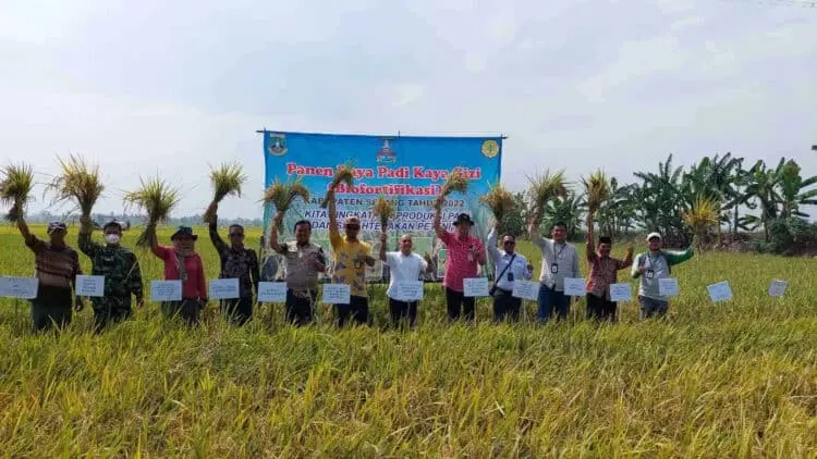Petani di Kramatwatu Kab. Serang Panen Padi Nutri Zinc, Diyakini Bisa Cegah Stunting