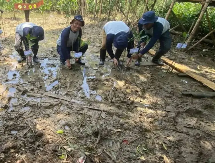 Penanaman Mangrove di Galakkan di Kabupaten Serang, Ini Tujuannya