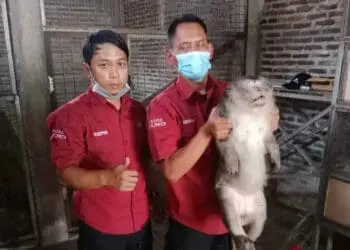 Kesal Anaknya Dipegang, Induk Monyet Gigit Pemiliknya