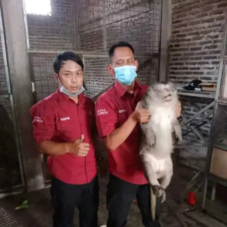 Kesal Anaknya Dipegang, Induk Monyet Gigit Pemiliknya