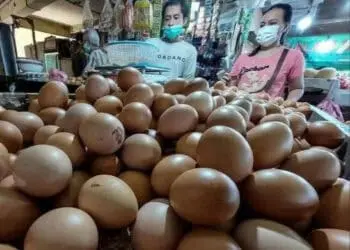 Harga telur melonjak. (ISTIMEWA)