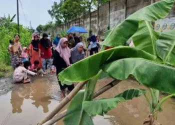Protes Jalan Rusak, Warga Tanam Pisang di Tengah Jalan Raya Sindang Jaya