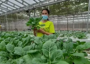 Lisdiana Sukses Menjadi Petani Hidroponik di Masa Pandemi