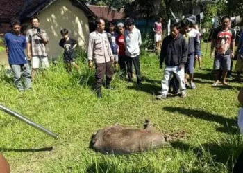 Warga didampingi personel Polsek Menes, sedang mengeksekusi Babi Hutan, yang masuk perkampungan. (ISTIMEWA)